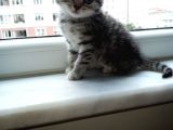 Scottish Fold Silver Tabby