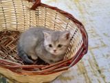 Scottish Fold Lilac Tabby Ve Silver Tabby