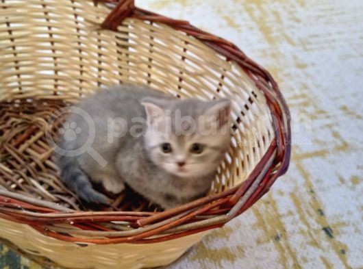 Scottish Fold Lilac Tabby Ve Silver Tabby görsel