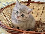 Scottish Fold Lilac Tabby Ve Silver Tabby