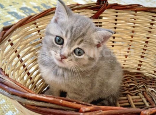 Scottish Fold Lilac Tabby Ve Silver Tabby görsel