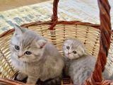 Scottish Fold Lilac Tabby Ve Silver Tabby