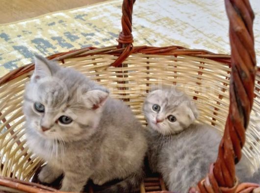 Scottish Fold Lilac Tabby Ve Silver Tabby görsel