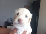 Maltese Terriyer