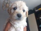 Maltese Terriyer