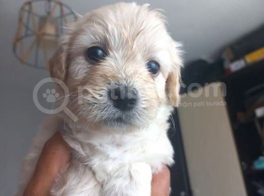 Maltese Terriyer