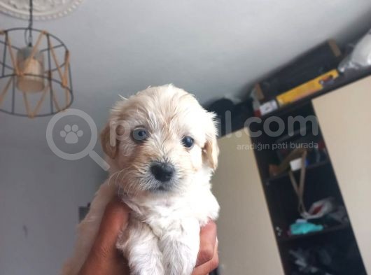 Maltese Terriyer görsel