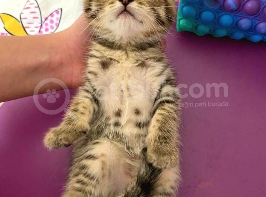 Black Golden Tabby Scottish Fold Yavrumuz görsel