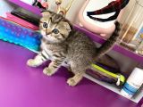 Black Golden Tabby Scottish Fold Yavrumuz