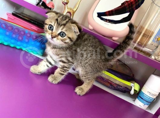 Black Golden Tabby Scottish Fold Yavrumuz görsel