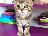 Black Golden Tabby Scottish Fold Yavrumuz