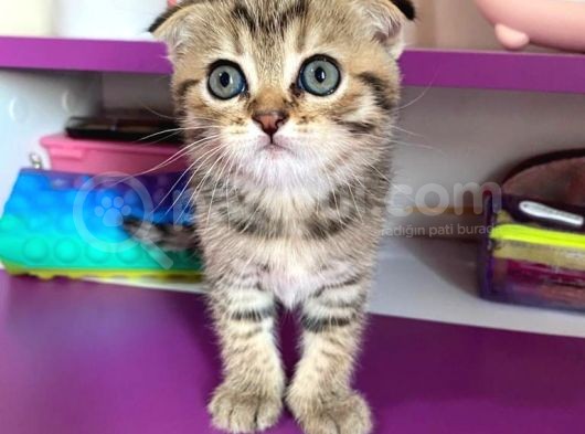 Black Golden Tabby Scottish Fold Yavrumuz