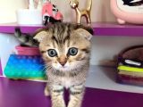 Black Golden Tabby Scottish Fold Yavrumuz