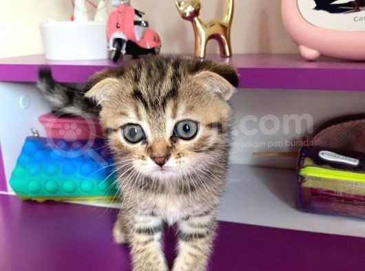 Black Golden Tabby Scottish Fold Yavrumuz görsel