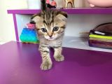 Black Golden Tabby Scottish Fold Yavrumuz