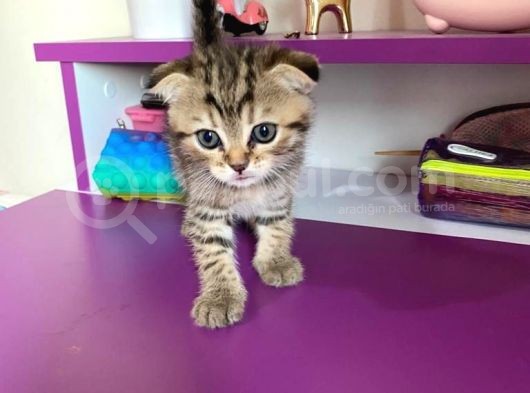 Black Golden Tabby Scottish Fold Yavrumuz görsel