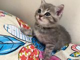 Scottish Fold Lilac Tabby Ve Silver Tabby