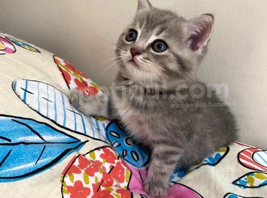 Scottish Fold Lilac Tabby Ve Silver Tabby görsel