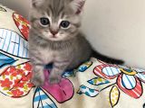 Scottish Fold Lilac Tabby Ve Silver Tabby