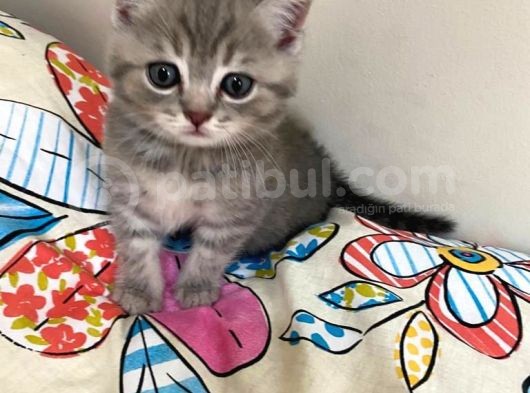 Scottish Fold Lilac Tabby Ve Silver Tabby görsel