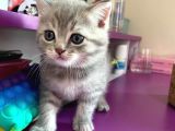 Scottish Fold Lilac Tabby Ve Silver Tabby