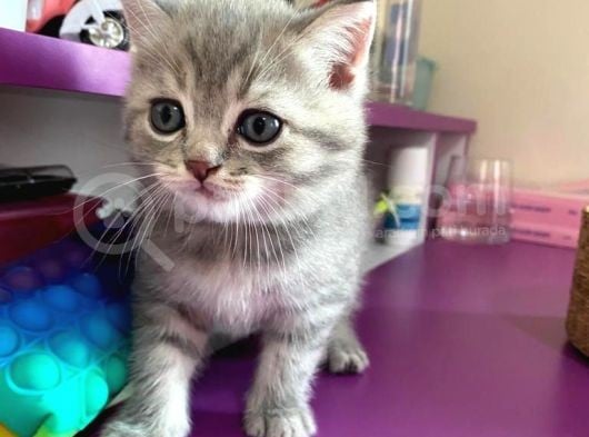Scottish Fold Lilac Tabby Ve Silver Tabby görsel
