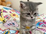 Scottish Fold Lilac Tabby Ve Silver Tabby