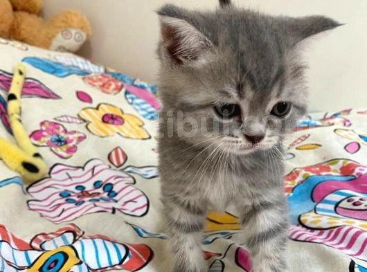 Scottish Fold Lilac Tabby Ve Silver Tabby görsel