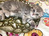 Scottish Fold Lilac Tabby Ve Silver Tabby