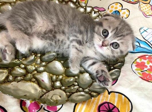 Scottish Fold Lilac Tabby Ve Silver Tabby görsel