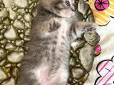 Scottish Fold Lilac Tabby ve Silver Tabby