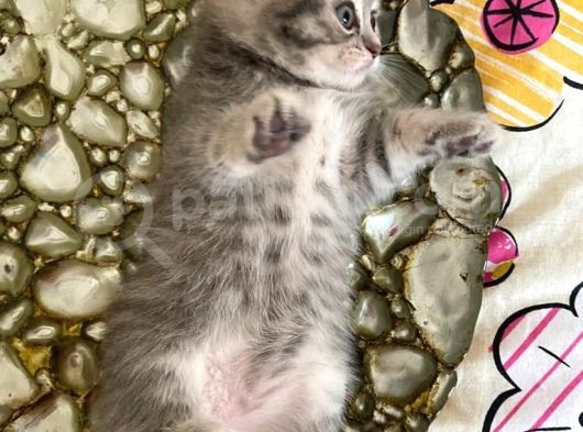 Scottish Fold Lilac Tabby Ve Silver Tabby