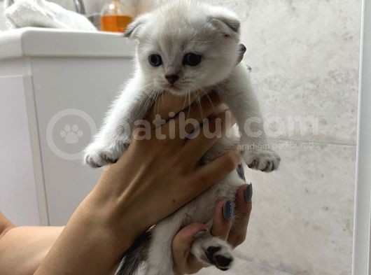 Tatlı Yavrular görsel