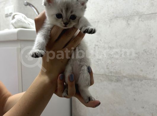 Tatlı Yavrular  görsel