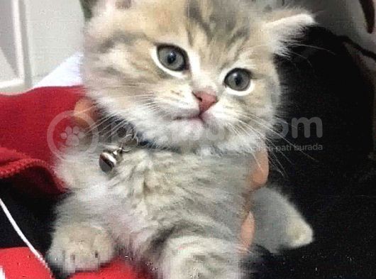 Yavru Ve Yetişkin Kedilerimiz Yeni Yuvalarını Arıyor görsel