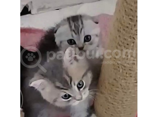 Yavru Ve Yetişkin Kedilerimiz Yeni Yuvalarını Arıyor görsel