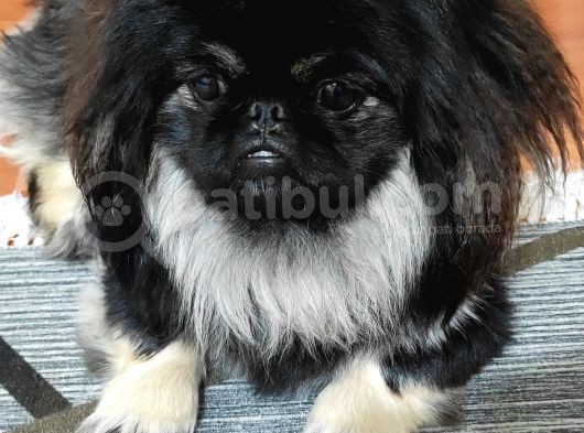 Pekinez görsel
