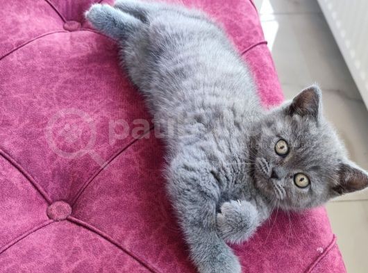 3,5 Aylık British Yuvasını Arıyor görsel