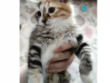 İlanımızı Okur Musunuz Gaziantep Yuva Yavru Kedi