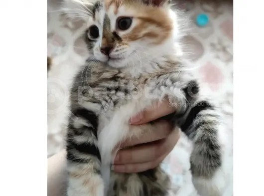 İlanımızı Okur Musunuz Gaziantep Yuva Yavru Kedi görsel