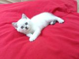 A Kali̇te Scotti̇sh Fold Yavrularim