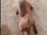 6 Aylık Bebek Köpek