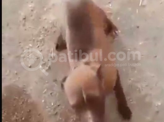 6 Aylık Bebek Köpek