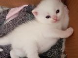Babyface Scottish Yavru Bembeyaz Ve Mavi Gözlü