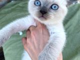 Safkan Bri̇ti̇sh Shorthai̇r Blue Poi̇nt Yavrular