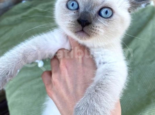 Safkan Bri̇ti̇sh Shorthai̇r Blue Poi̇nt Yavrular görsel