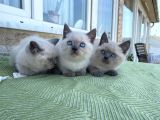 Safkan Bri̇ti̇sh Shorthai̇r Blue Poi̇nt Yavrular