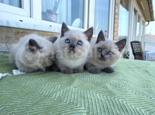 Bri̇ti̇sh Shorthai̇r Blue Poi̇nt Yavrular görsel