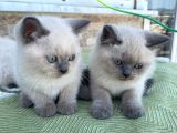 Safkan Bri̇ti̇sh Shorthai̇r Blue Poi̇nt Yavrular