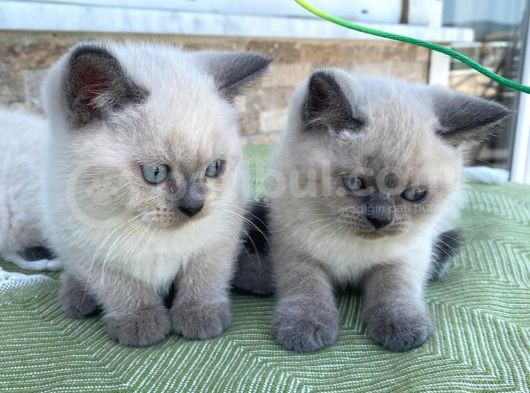 Safkan Bri̇ti̇sh Shorthai̇r Blue Poi̇nt Yavrular görsel